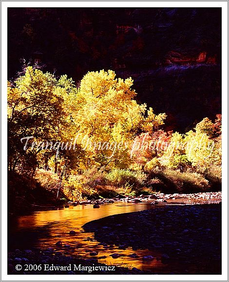 450348B---Sunlit foliage along the Virgin River